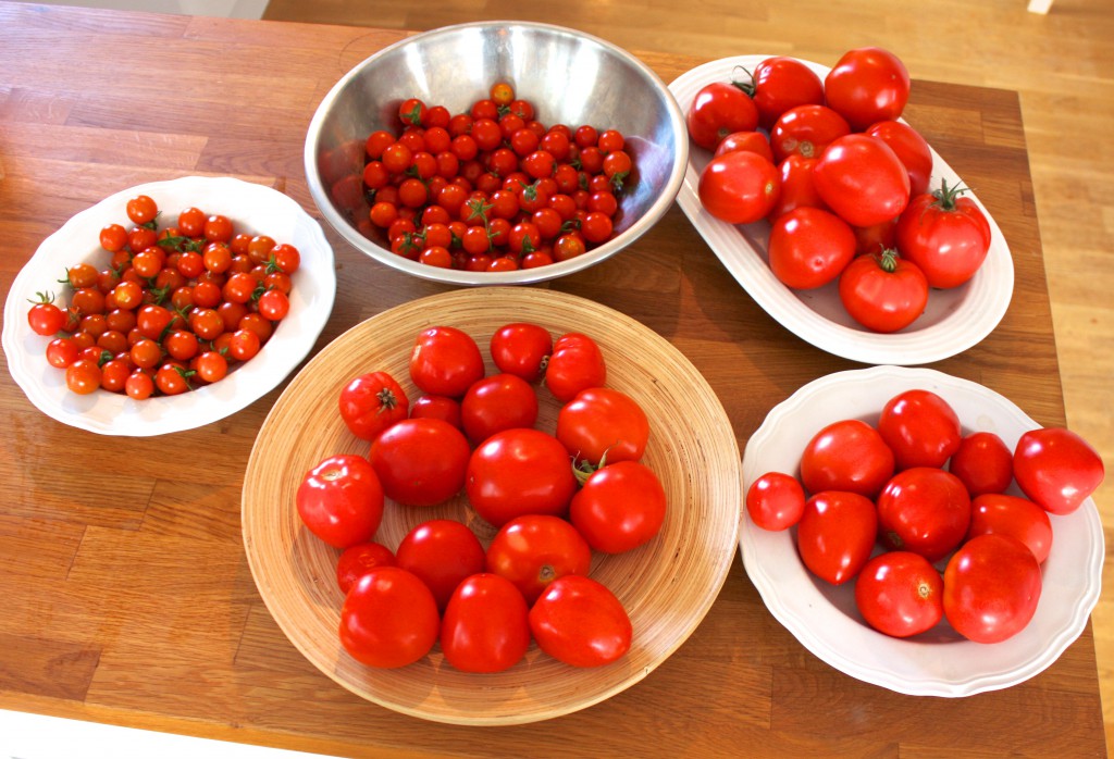 innhøsta tomater (2)