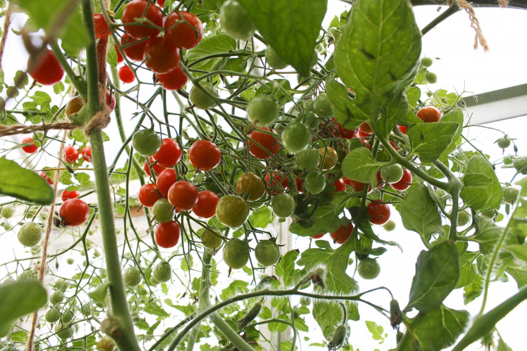 cherrytomaten "Chilega" -søt og god som drops